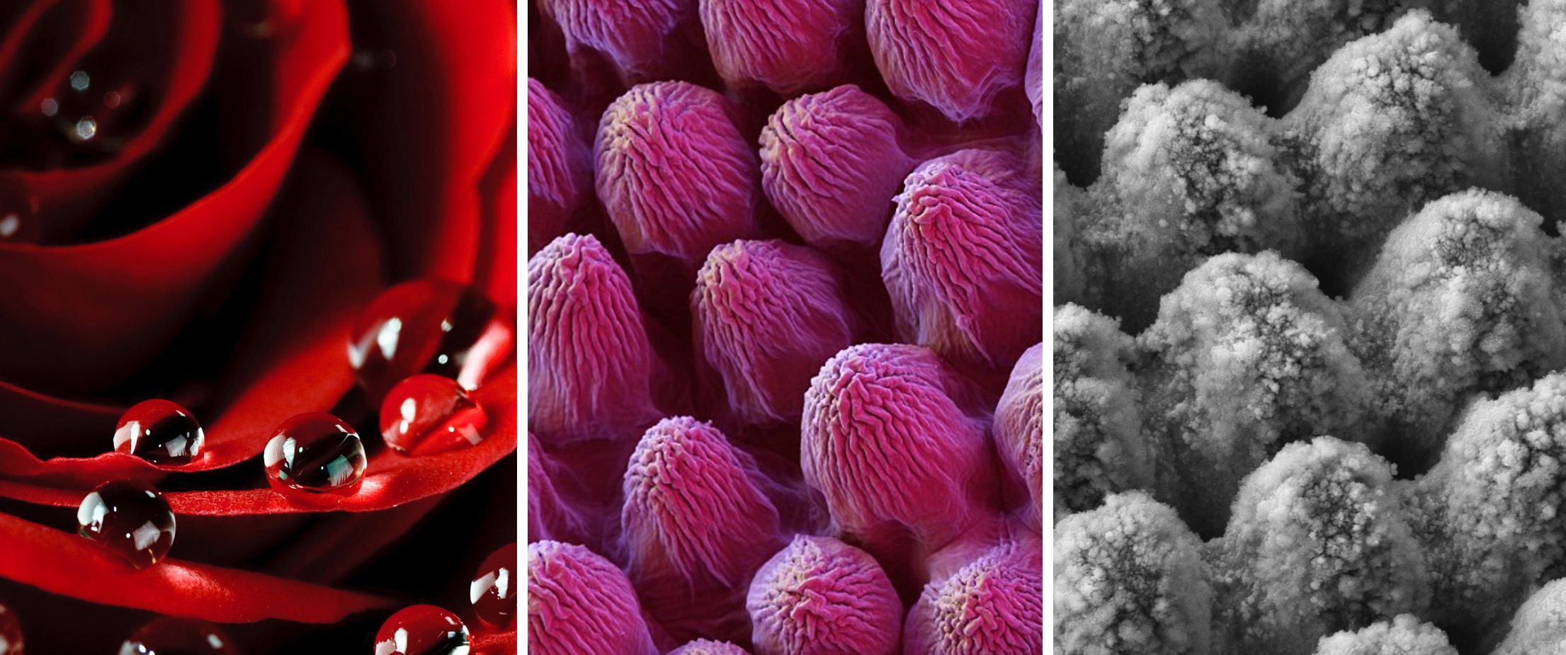 Exemple de pétale de rose biomimétique