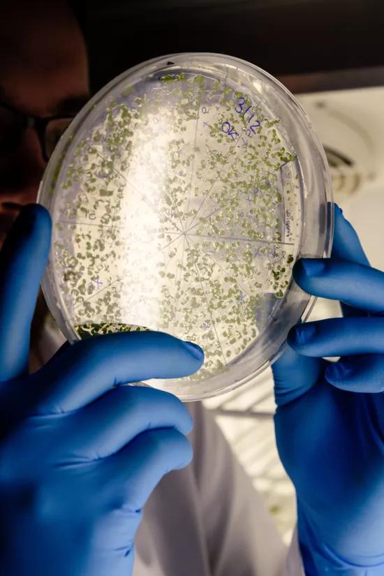 figuur 3: Easy-to-sterilize surfaces with femtosecond lasers